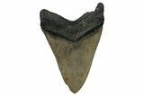 Serrated, Fossil Megalodon Tooth - North Carolina #338574-1